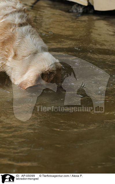 Labrador-Mischling / labrador-mongrel / AP-05099