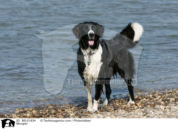 Labrador-Mnsterlnder-Bernersennenhund-Mix / Mongrel / BS-01834