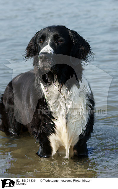 Labrador-Mnsterlnder-Bernersennenhund-Mix / Mongrel / BS-01836