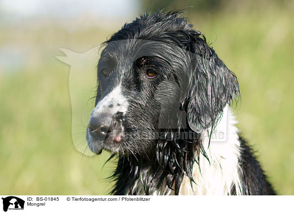 Labrador-Mnsterlnder-Bernersennenhund-Mix / Mongrel / BS-01845