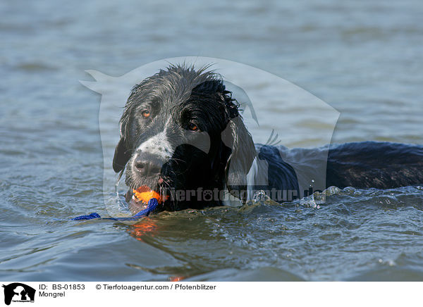 Labrador-Mnsterlnder-Bernersennenhund-Mix / Mongrel / BS-01853