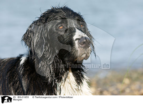 Labrador-Mnsterlnder-Bernersennenhund-Mix / Mongrel / BS-01855
