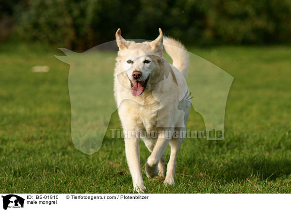male mongrel / BS-01910