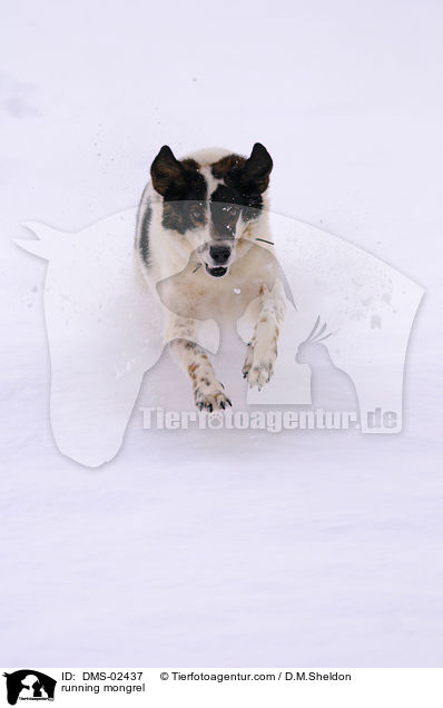 running mongrel / DMS-02437