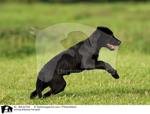 young playing mongrel / BS-02183