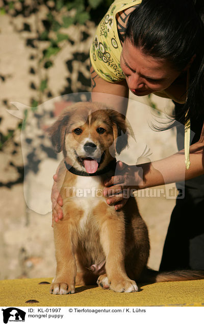 mongrel puppy / KL-01997