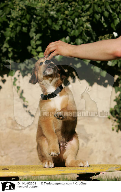 mongrel puppy / KL-02001