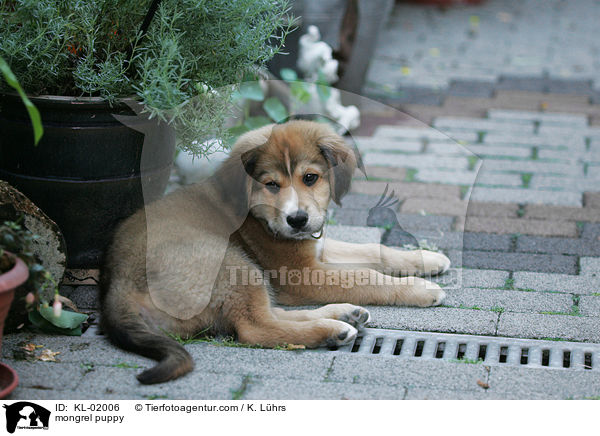 mongrel puppy / KL-02006