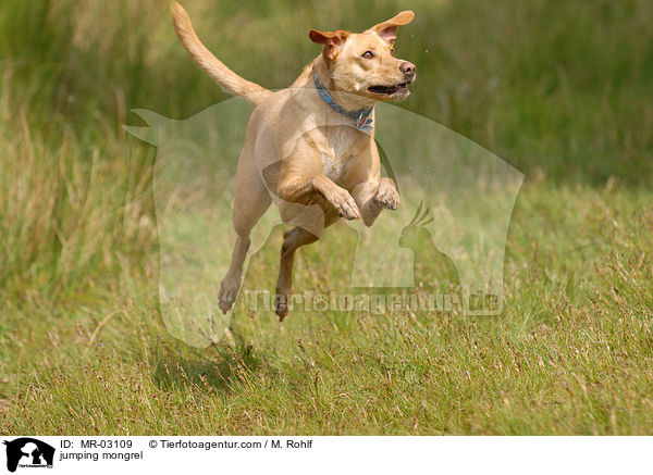 jumping mongrel / MR-03109