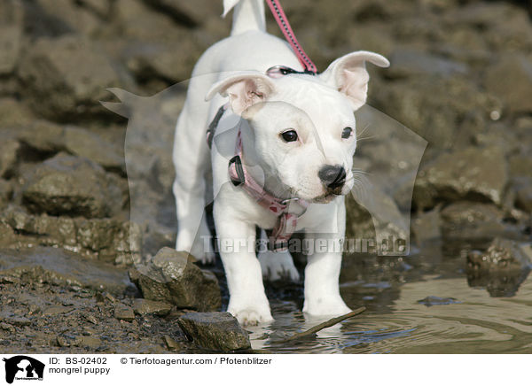 mongrel puppy / BS-02402