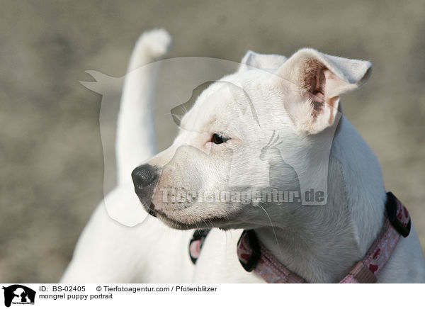 mongrel puppy portrait / BS-02405