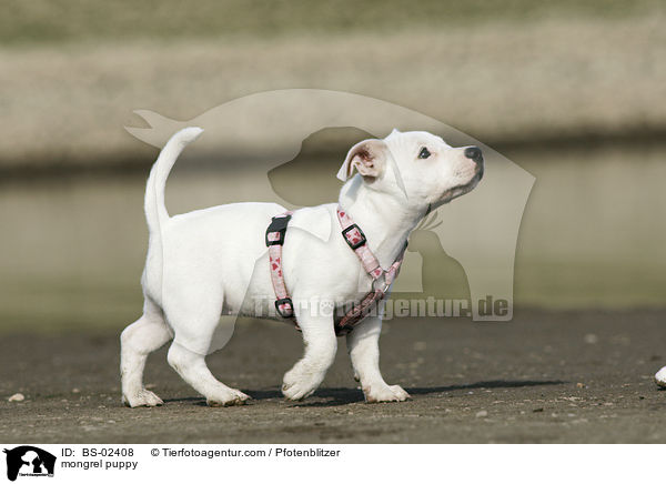 mongrel puppy / BS-02408