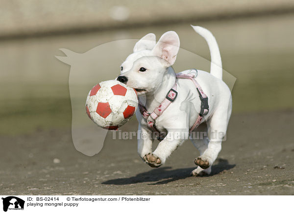 playing mongrel puppy / BS-02414