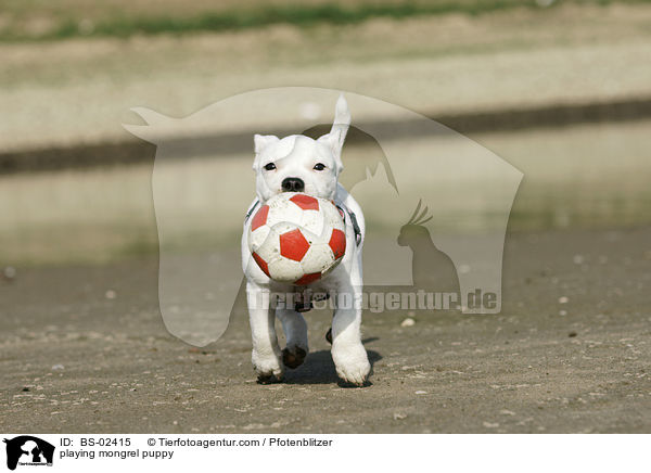 spielender Mischlingswelpe / playing mongrel puppy / BS-02415