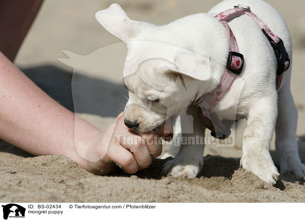 mongrel puppy / BS-02434