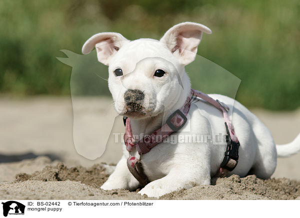 mongrel puppy / BS-02442