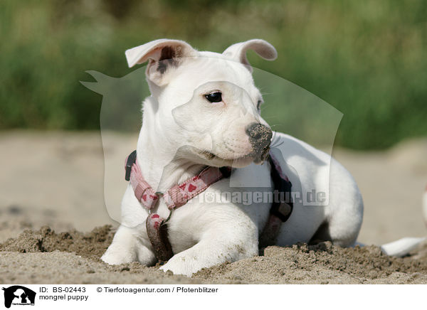mongrel puppy / BS-02443