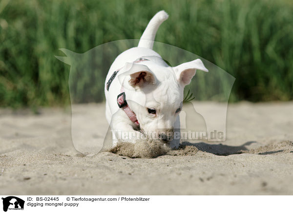 digging mongrel puppy / BS-02445