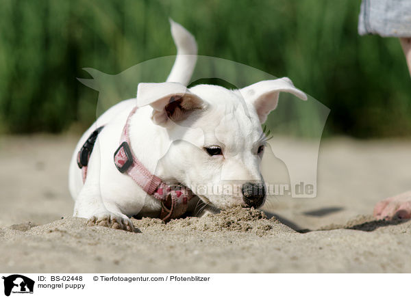 mongrel puppy / BS-02448