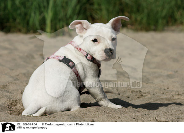sitting mongrel puppy / BS-02454