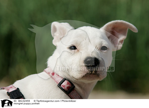 mongrel puppy portrait / BS-02455