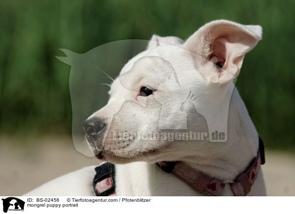 mongrel puppy portrait / BS-02456