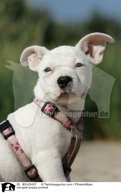 mongrel puppy portrait / BS-02457