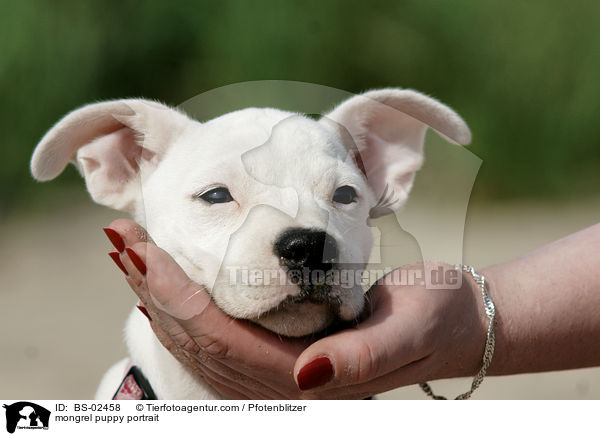 mongrel puppy portrait / BS-02458