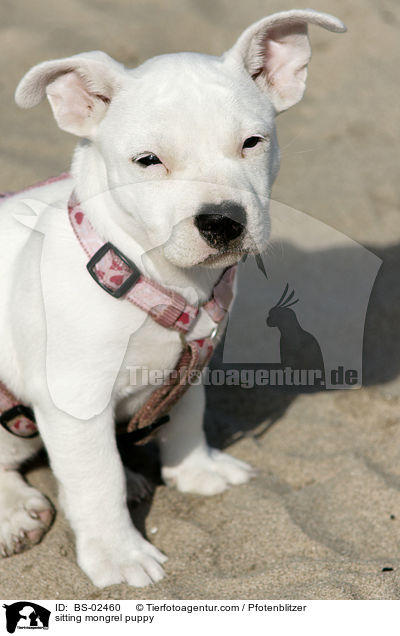 sitting mongrel puppy / BS-02460