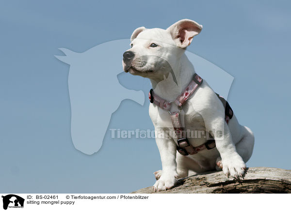 sitting mongrel puppy / BS-02461