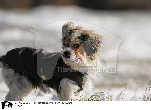 Mischling / mongrel / KL-02090