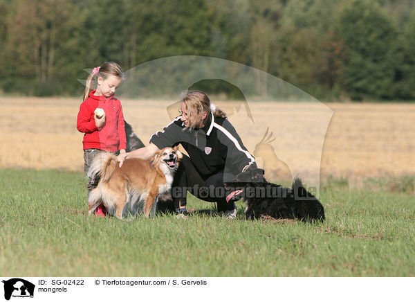 Mischlinge / mongrels / SG-02422