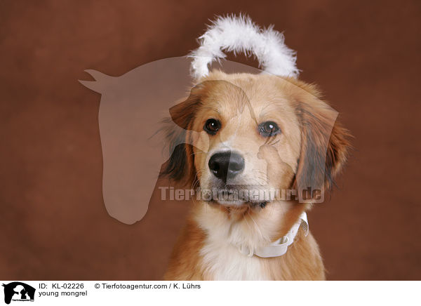 junger Mischling / young mongrel / KL-02226