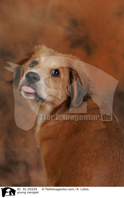 junger Mischling / young mongrel / KL-02228