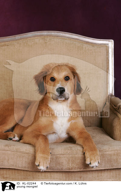 junger Mischling / young mongrel / KL-02244