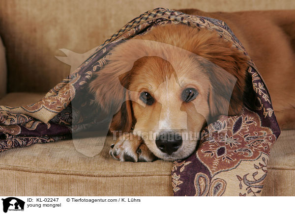 junger Mischling / young mongrel / KL-02247