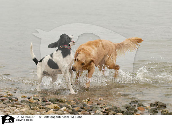 playing dogs / MR-03837