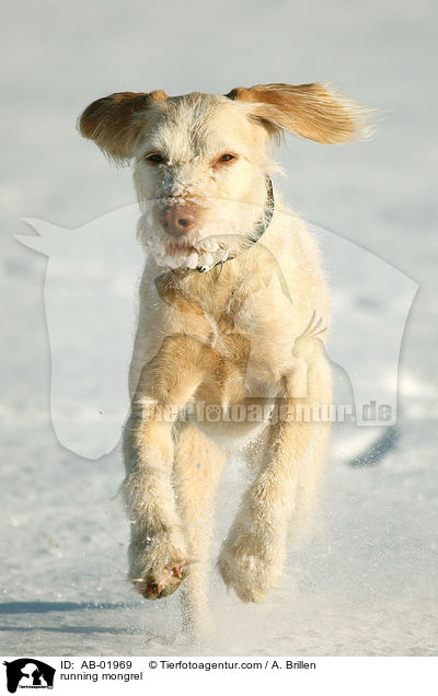 running mongrel / AB-01969