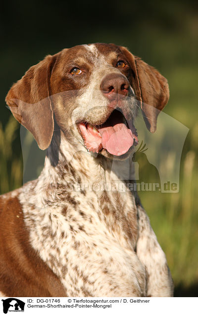 Deutsch-Kurzhaar-Mischling / German-Shorthaired-Pointer-Mongrel / DG-01746