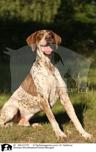 Deutsch-Kurzhaar-Mischling / German-Shorthaired-Pointer-Mongrel / DG-01747