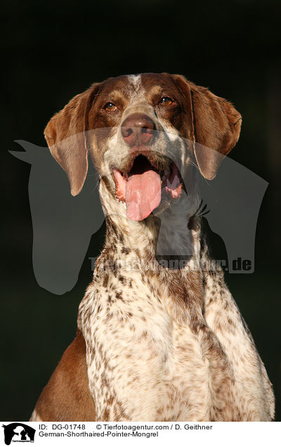 Deutsch-Kurzhaar-Mischling / German-Shorthaired-Pointer-Mongrel / DG-01748
