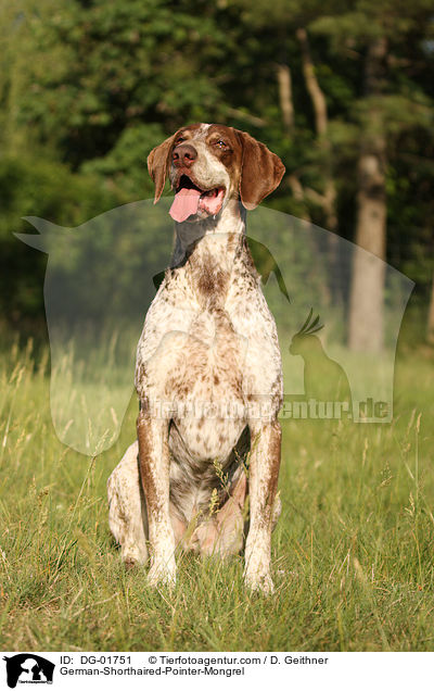 Deutsch-Kurzhaar-Mischling / German-Shorthaired-Pointer-Mongrel / DG-01751