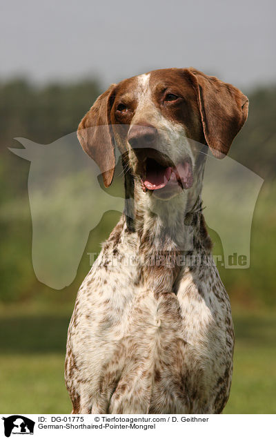 Deutsch-Kurzhaar-Mischling / German-Shorthaired-Pointer-Mongrel / DG-01775