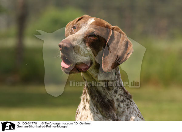 Deutsch-Kurzhaar-Mischling / German-Shorthaired-Pointer-Mongrel / DG-01778