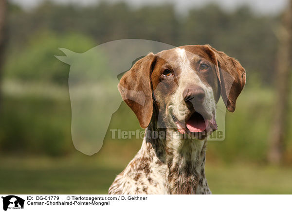 Deutsch-Kurzhaar-Mischling / German-Shorthaired-Pointer-Mongrel / DG-01779