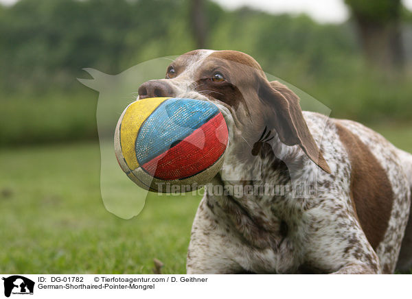 Deutsch-Kurzhaar-Mischling / German-Shorthaired-Pointer-Mongrel / DG-01782