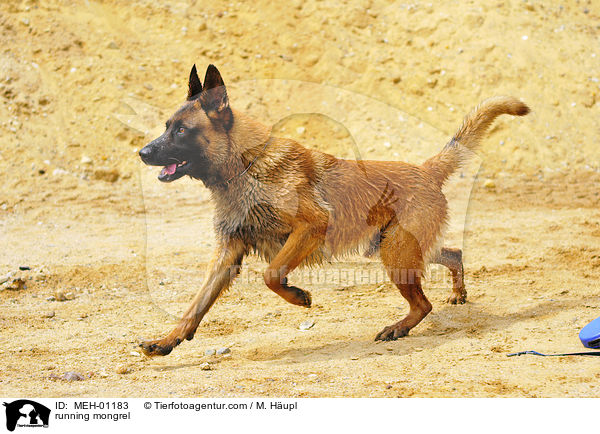 rennender Mischling / running mongrel / MEH-01183