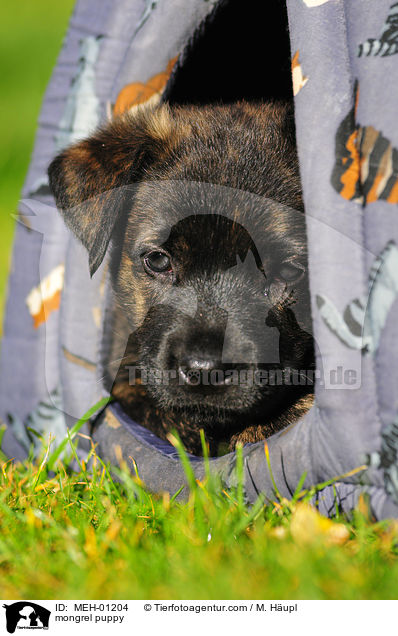 mongrel puppy / MEH-01204