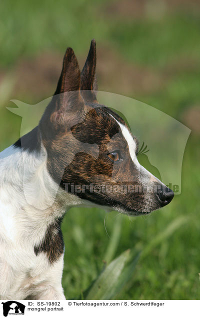Pinscher-Mix Portrait / mongrel portrait / SS-19802