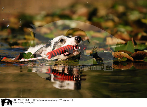 schwimmender Mischling / swimming mongrel / YJ-01254